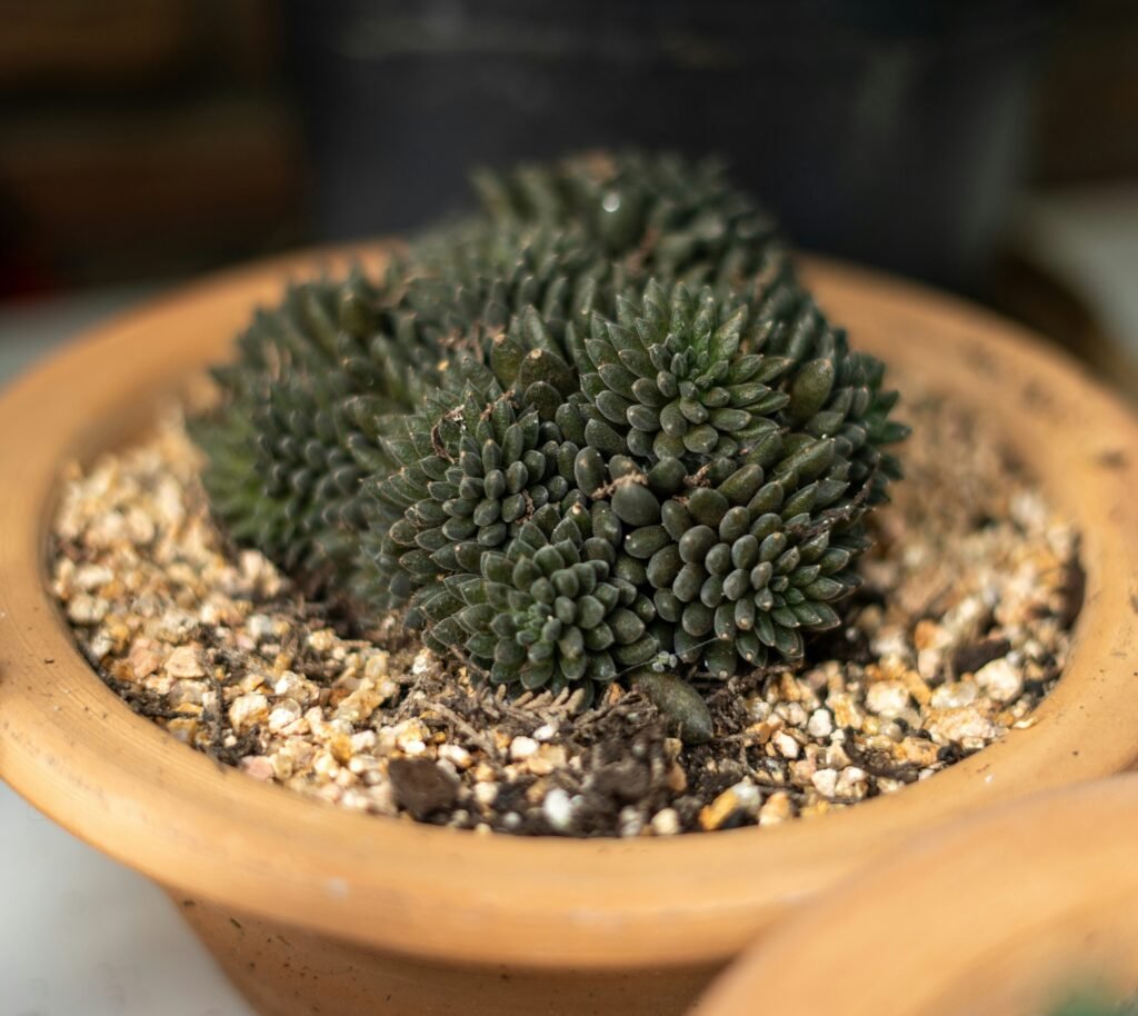 suculenta em um vaso 